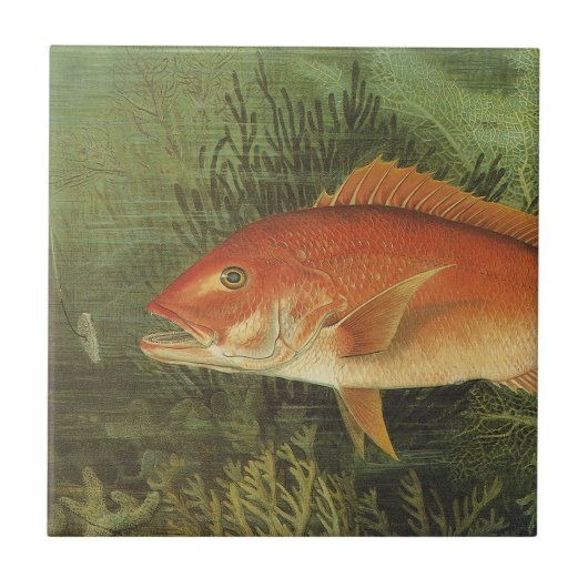 Rode Snapper Vis in de Oceaan,  Marine Life Tegeltje (Voorkant)