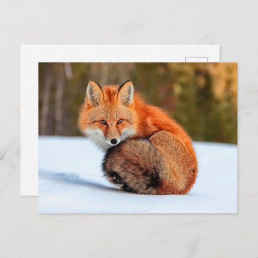 Rode sneeuw | Yukon Briefkaart (Voorkant / Achterkant)