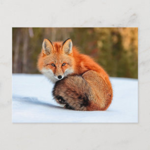 Rode sneeuw   Yukon Briefkaart
