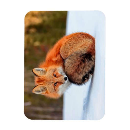 Rode sneeuw | Yukon Magneet (Verticaal)