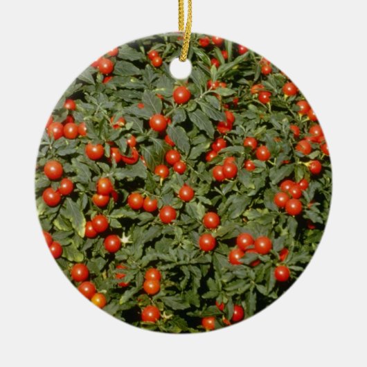 Rode Solanum Pseudocapsicum (Jerusalem Cherry) Keramisch Ornament (Voorkant)