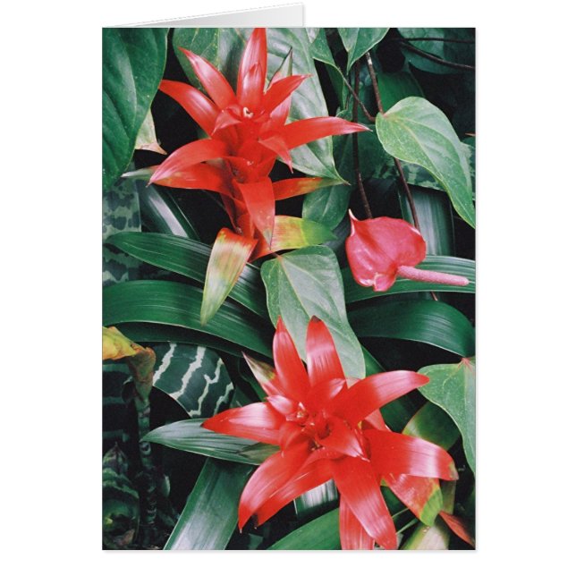 Rode Spikey Tropical Flowers (Voorkant)