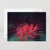 Rode spinlelies briefkaart (Voorkant / Achterkant)