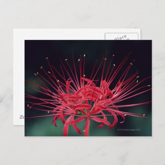 Rode spinlelies briefkaart (Voorkant / Achterkant)