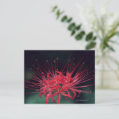 Rode spinlelies briefkaart (Staand voorkant)