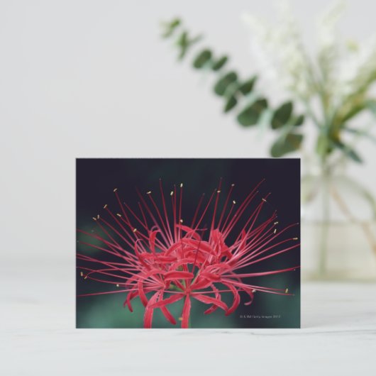 Rode spinlelies briefkaart (Staand voorkant)