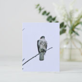 Rode staart op tak Briefkaart (Staand voorkant)