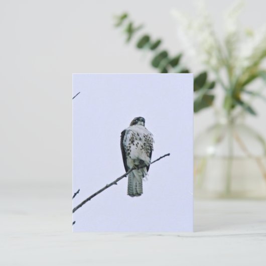 Rode staart op tak Briefkaart (Staand voorkant)