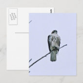 Rode staart op tak Briefkaart (Voorkant / Achterkant)