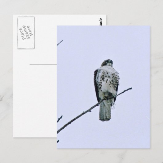 Rode staart op tak Briefkaart (Voorkant / Achterkant)