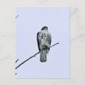 Rode staart op tak Briefkaart (Voorkant)