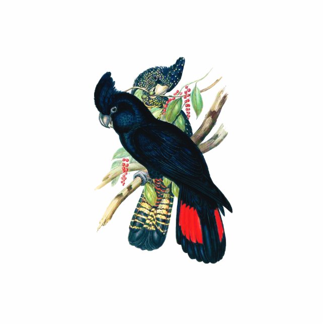 Rode staarten, zwarte (Bankzische) Cockatoten. Staand Fotobeeldje (Voorkant)