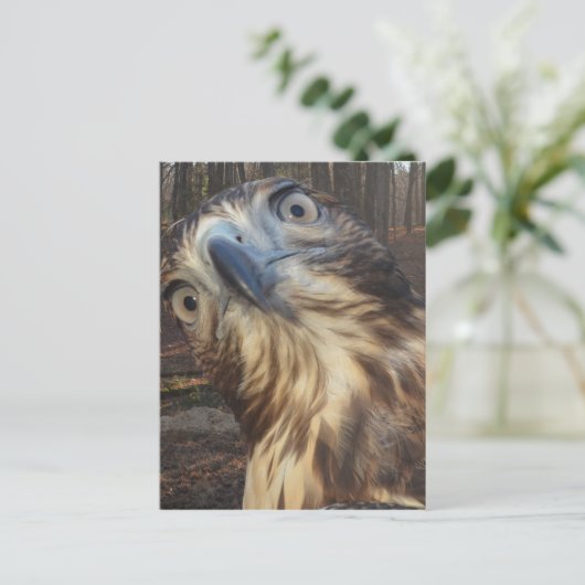 Rode staarthavik briefkaart (Staand voorkant)