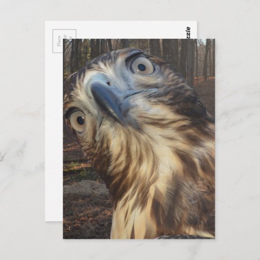 Rode staarthavik briefkaart (Voorkant / Achterkant)