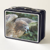 Rode-staartHawk Raptor Foto (Achterkant)