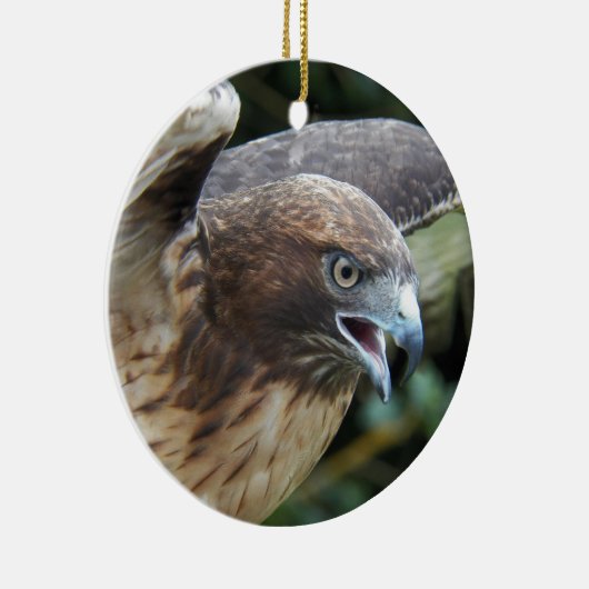 Rode-staartHawk Raptor Foto Keramisch Ornament (Rechts)