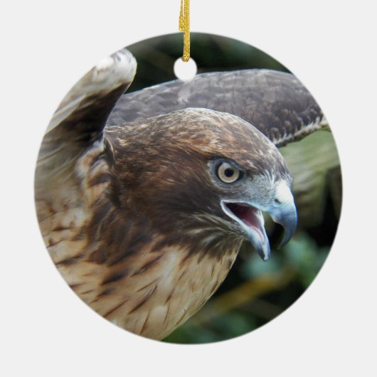 Rode-staartHawk Raptor Foto Keramisch Ornament (Achterkant)