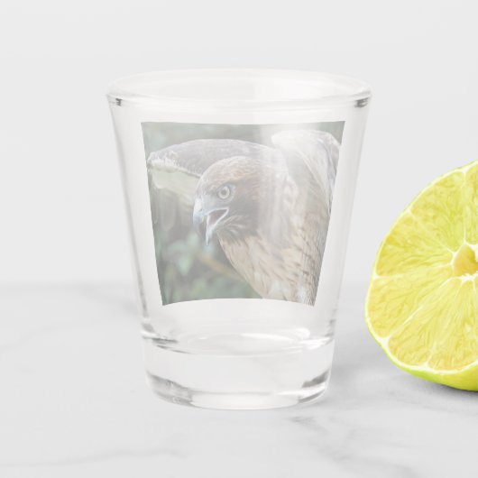 Rode-staartHawk Raptor Foto Shot Glas (Achterkant)
