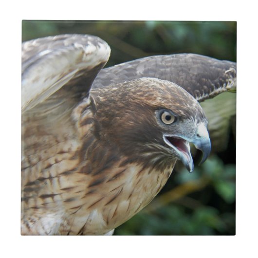 Rode-staartHawk Raptor Foto Tegeltje (Voorkant)