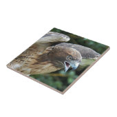 Rode-staartHawk Raptor Foto Tegeltje (Zijkant)