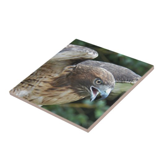 Rode-staartHawk Raptor Foto Tegeltje (Zijkant)