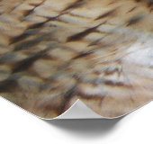 Rode-staartHawk Raptor Fotografisch Poster (Hoek)