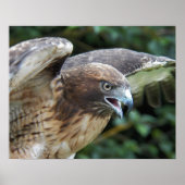 Rode-staartHawk Raptor Fotografisch Poster (Voorkant)