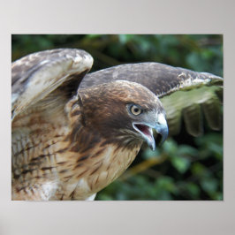 Rode-staartHawk Raptor Fotografisch Poster