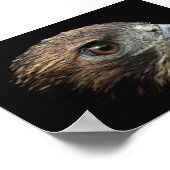 Rode-staartherenpastel Poster (Hoek)