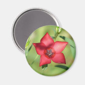 Rode Ster Bloem Groen Loof Magneet (Voorkant / Achterkant)