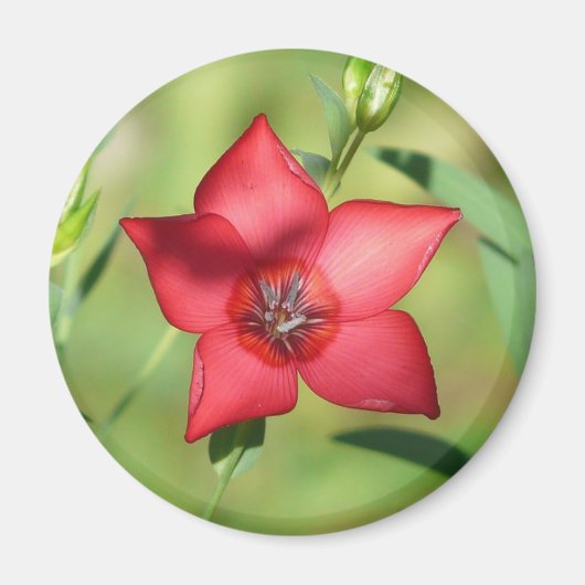 Rode Ster Bloem Groen Loof Magneet (Voorkant)