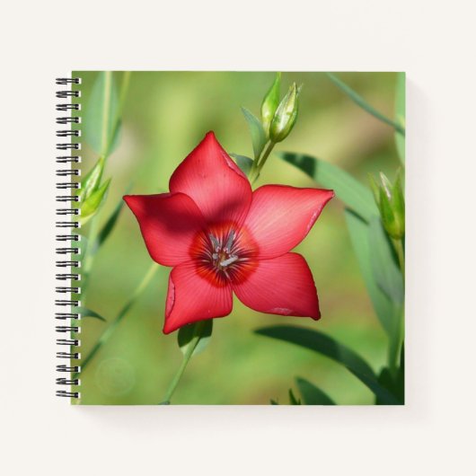 Rode Ster Bloem Groen Loof Notitieboek (Voorkant)