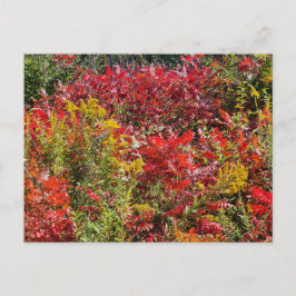 Rode Sumac in de herfst Briefkaart