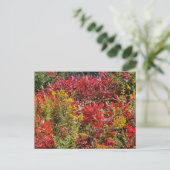 Rode Sumac in de herfst Briefkaart (Staand voorkant)