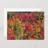 Rode Sumac in de herfst Briefkaart (Voorkant / Achterkant)