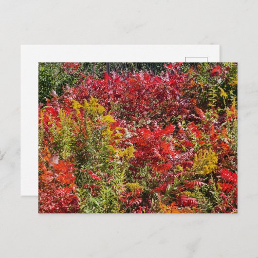Rode Sumac in de herfst Briefkaart (Voorkant / Achterkant)