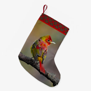 Rode Tangare Hertelt - Originele Foto Kleine Kerstsok