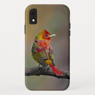 Rode Tangare in de rui - Originele Foto Case-Mate iPhone Case