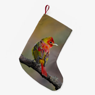 Rode Tangare in de rui - Originele Foto Kleine Kerstsok
