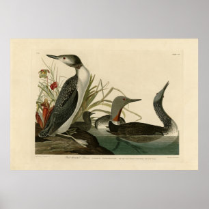 Rode-Throated Diver (Loon) Audubon Birds of Americ Poster