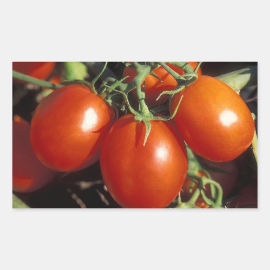 Rode tomaten rechthoekige sticker (Voorkant)
