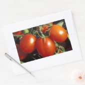 Rode tomaten rechthoekige sticker (Envelop)