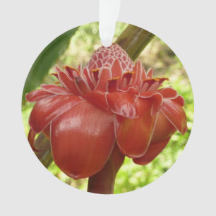 Rode Toorts Ginger Tropische Bloem Fotografie Ornament