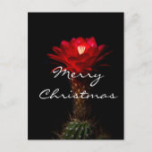 Rode torchusbloem, pretkerst feestdagenkaart (Voorkant)