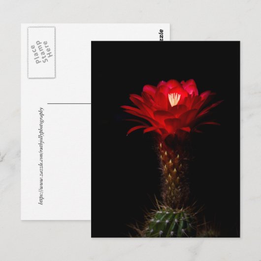 Rode torenkusbloem briefkaart (Voorkant / Achterkant)