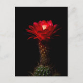 Rode torenkusbloem briefkaart (Voorkant)