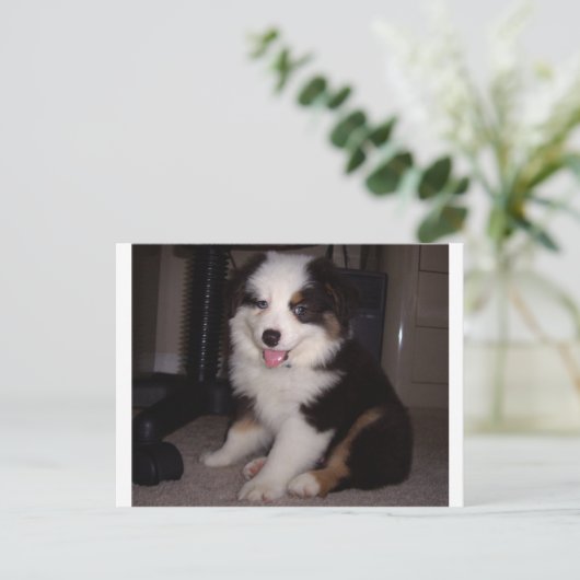 rode tri Puppy mini aussie Briefkaart (Staand voorkant)