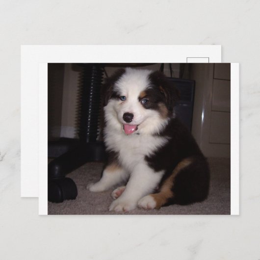 rode tri Puppy mini aussie Briefkaart (Voorkant / Achterkant)