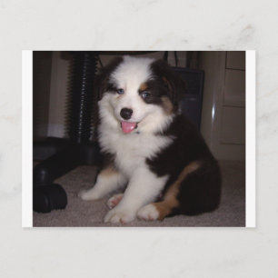 rode tri Puppy mini aussie Briefkaart