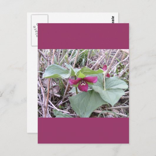 Rode Trilliums Briefkaart (Voorkant / Achterkant)